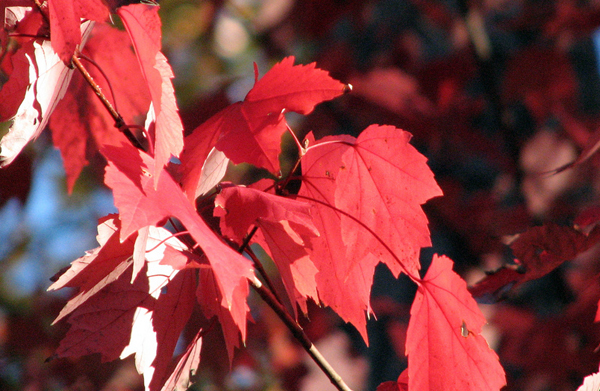 Autumn leaves